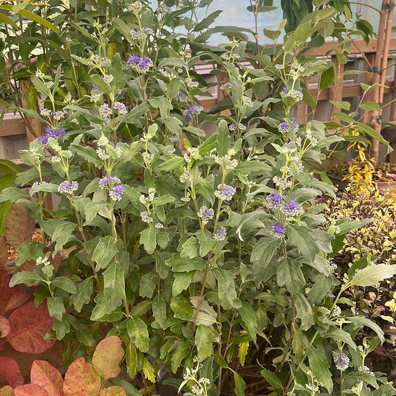 Caryopteris cland. Grand bleu®