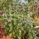 Caryopteris cland. Grand bleu®