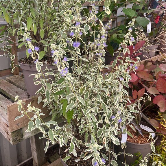 Caryopteris cland. White surprise®