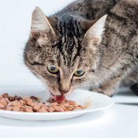 Cat Food