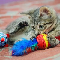 Cat Toys