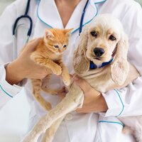 Cat Treatments