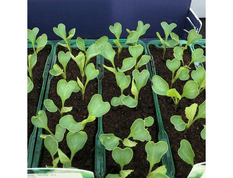 Cauliflower White Excel 15cm Strip of Seedlings