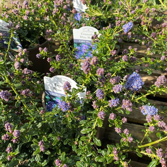 Ceanothus Blue Mound