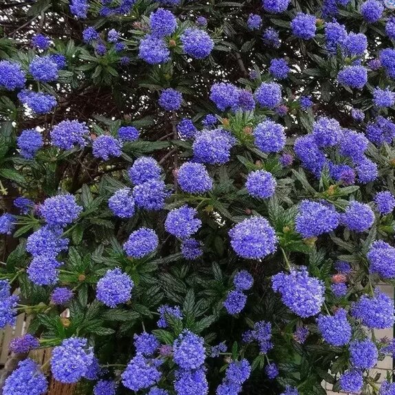 Ceanothus 'Italian Skies'