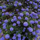 Ceanothus 'Italian Skies'