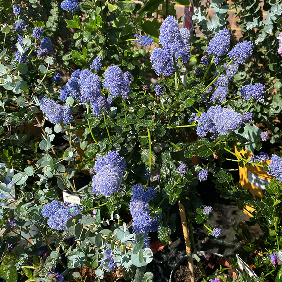 Ceanothus thyr. repens mini standard