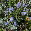 Ceanothus thyr. repens mini standard