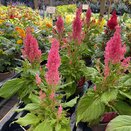 Celosia Bright Sparks Pink