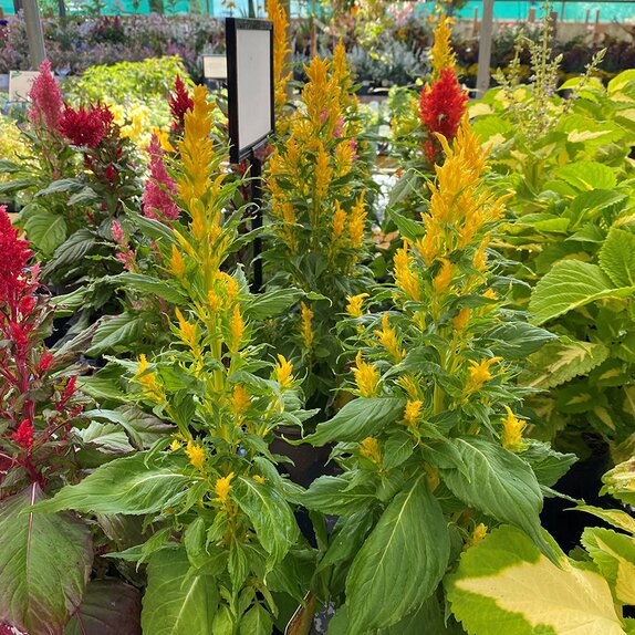 Celosia Bright Sparks Yellow