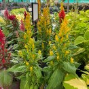 Celosia Bright Sparks Yellow