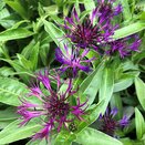 Centaurea Amethyst Dream