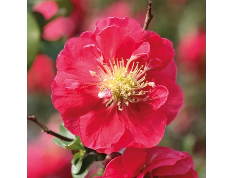 Chaenomeles Pink Storm - image 2