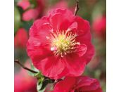 Chaenomeles Pink Storm - image 2