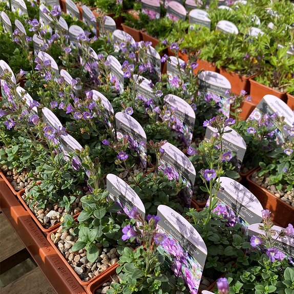 Chaenorhinum origanifolium Blue Dreams