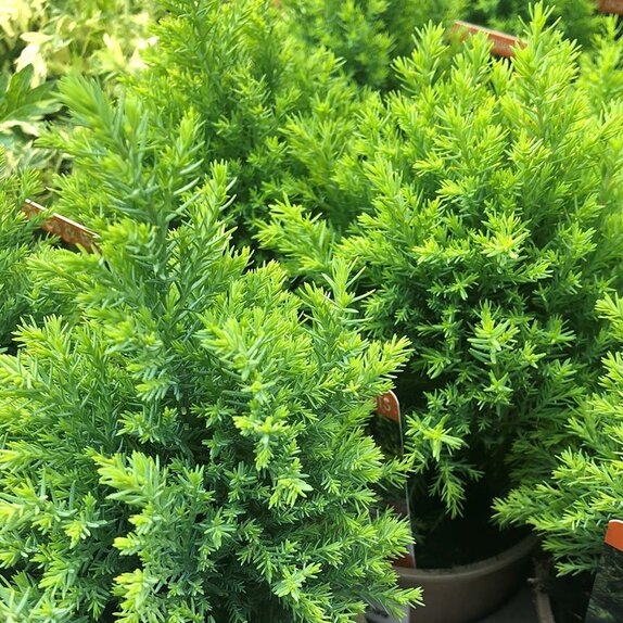 Chamaecyparis Ellwoods Gold 11cm pot