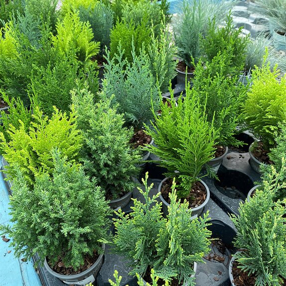 Chamaecyparis lawsonia in varieties