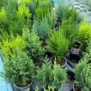 Chamaecyparis lawsonia in varieties