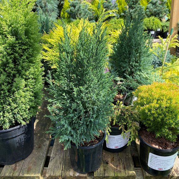 Chamaecyparis lawsoniana Ellwoodii