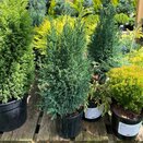 Chamaecyparis lawsoniana Ellwoodii
