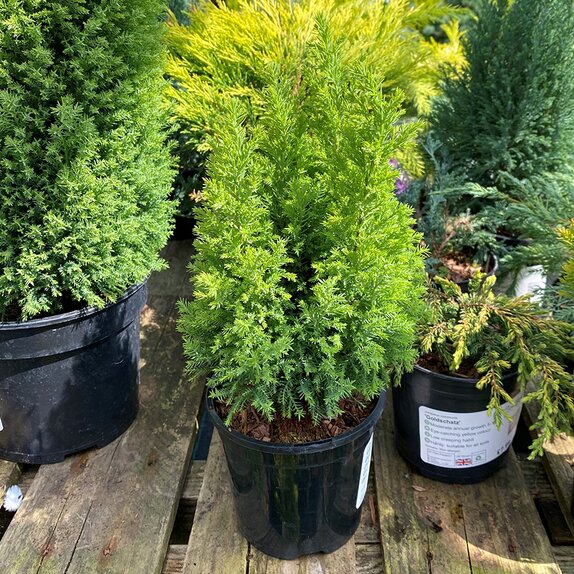 Chamaecyparis lawsoniana Ellwoods Gold 1 litre pot - image 1