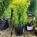 Chamaecyparis lawsoniana Ellwoods Gold 1 litre pot - image 1