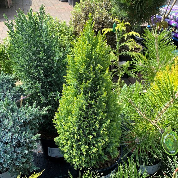 Chamaecyparis lawsoniana Ellwoods Gold 1 litre pot - image 2