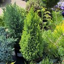 Chamaecyparis lawsoniana Ellwoods Gold 1 litre pot - image 2