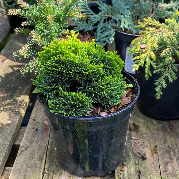 Chamaecyparis obtusa Aurora