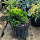 Chamaecyparis obtusa Aurora