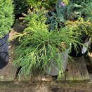 Chamaecyparis pisifera Filifera Nana