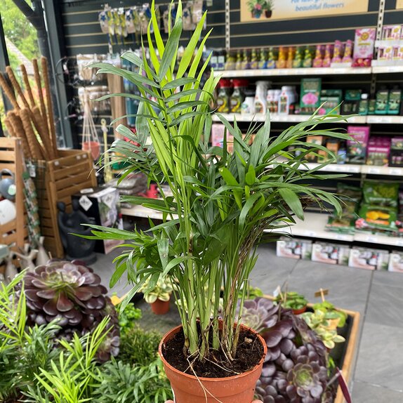 Chamaedorea elegans 12cm pot - image 1