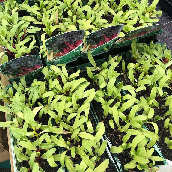 Chard Rainbow Mix 15cn Strip of Seedlings - image 1