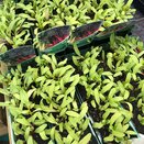 Chard Rainbow Mix 15cn Strip of Seedlings - image 1