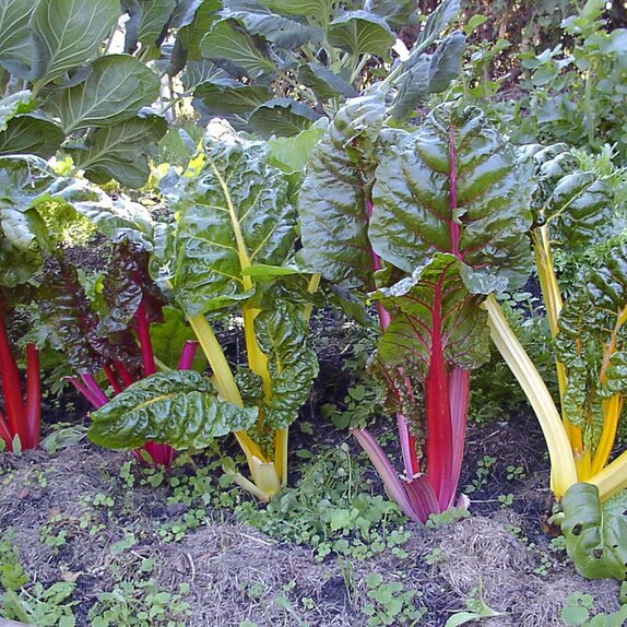 Chard Rainbow Mix 15cn Strip of Seedlings - image 2