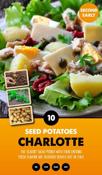 Charlotte Taster Pack