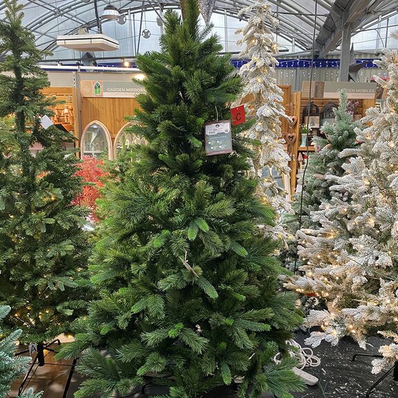 Chatsworth Spruce 1.8m