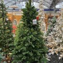 Chatsworth Spruce 1.8m