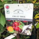 Cherry Tree Morello (Colt) - image 1