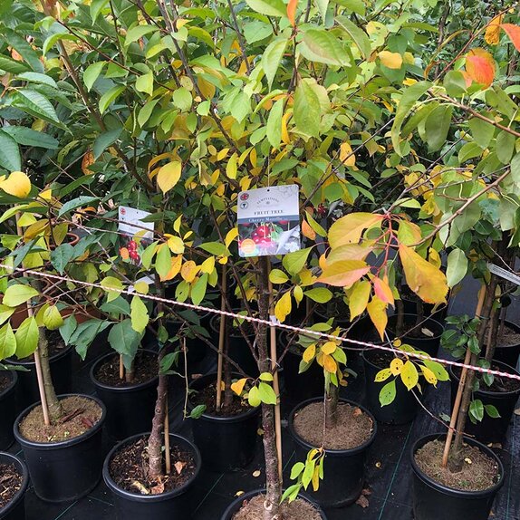 Cherry Tree Morello (Colt) - image 2