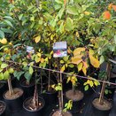 Cherry Tree Morello (Colt) - image 2