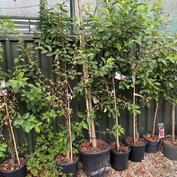 Cherry Tree Morello (Colt) - image 1