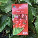 Cherry Tree Stella - image 1