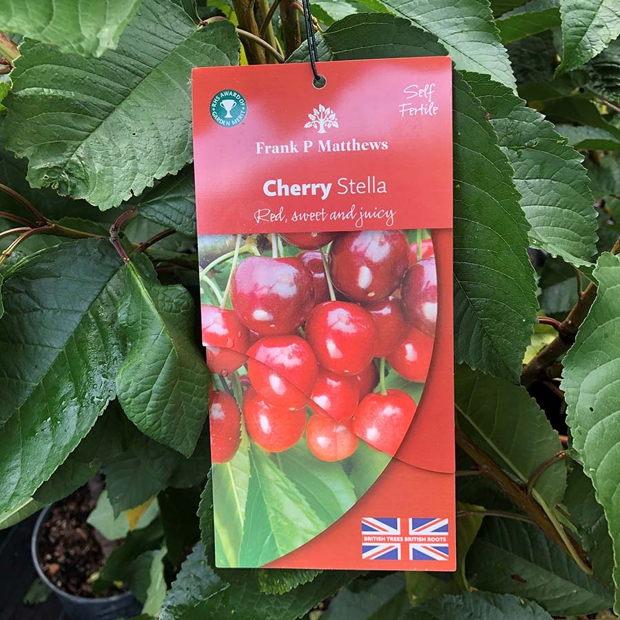Cherry Tree Stella Knights Garden Centres
