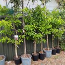 Cherry Tree Stella (Colt) - image 1