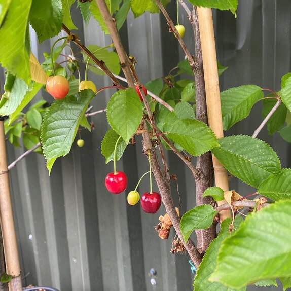 Cherry Tree Stella (Colt) - image 2