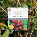 Cherry Tree Summer Sun (Colt) - image 1