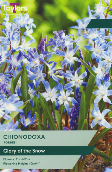 Chionodoxa - Forbesii