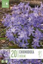 Chionodoxa Luciliae