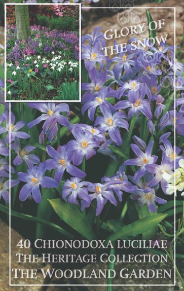 Chionodoxa Luciliae